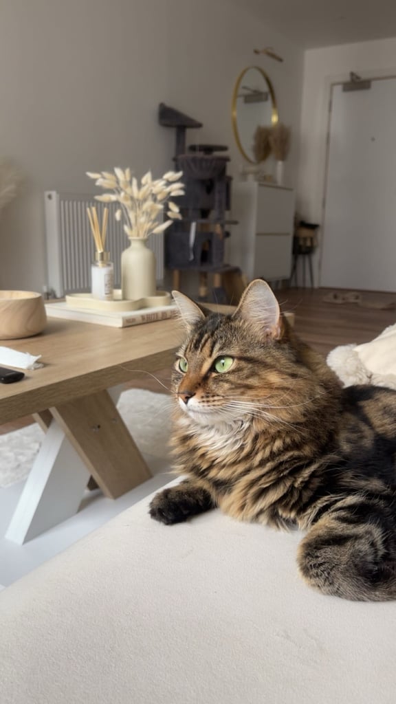 Cat for sale (Hazel 🐾)