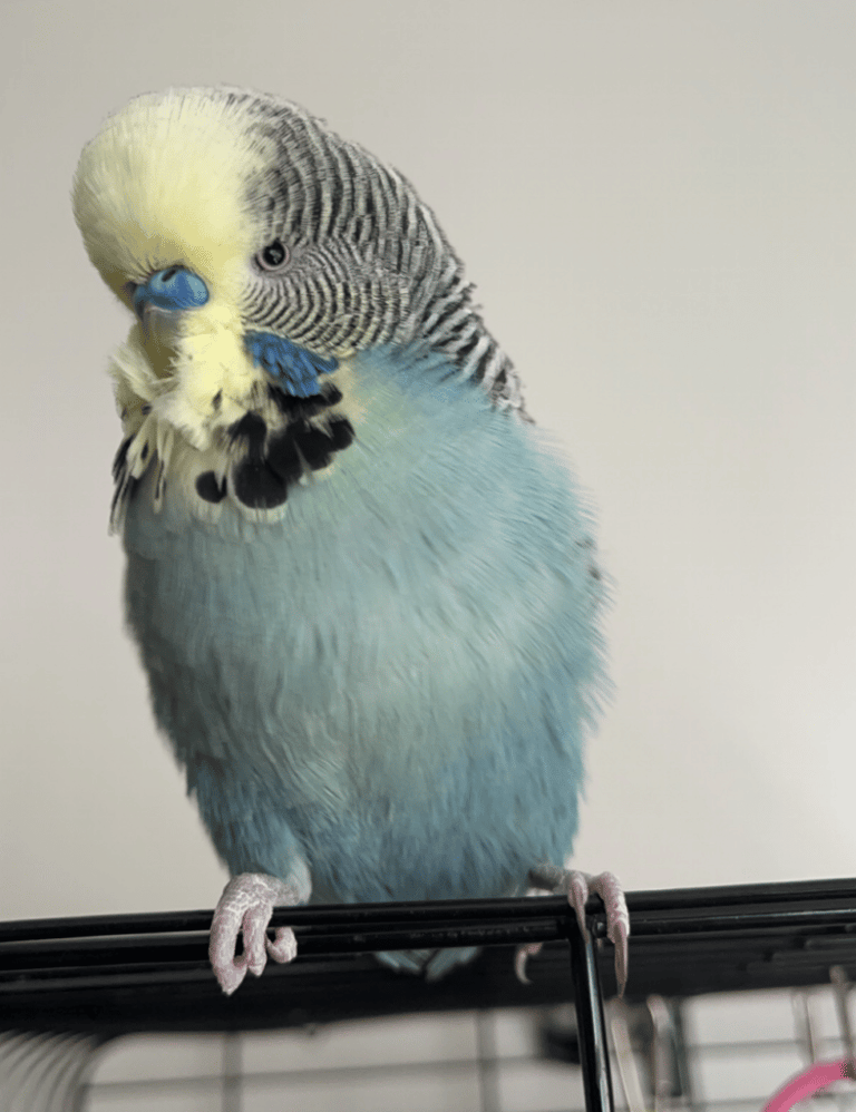 English budgie for re-homing 