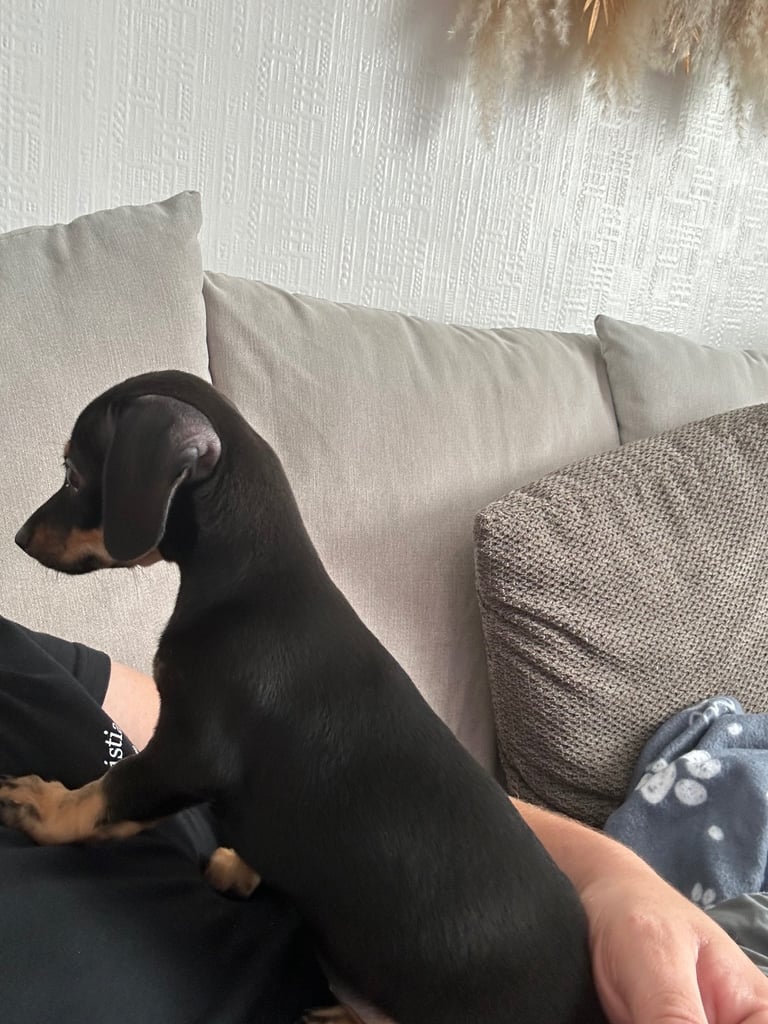 Dachshund x 