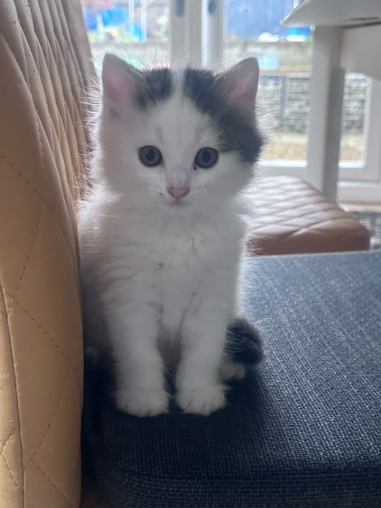 🐾 Adorable 3 male Kittens Ready for Their Forever Homes! 🐾