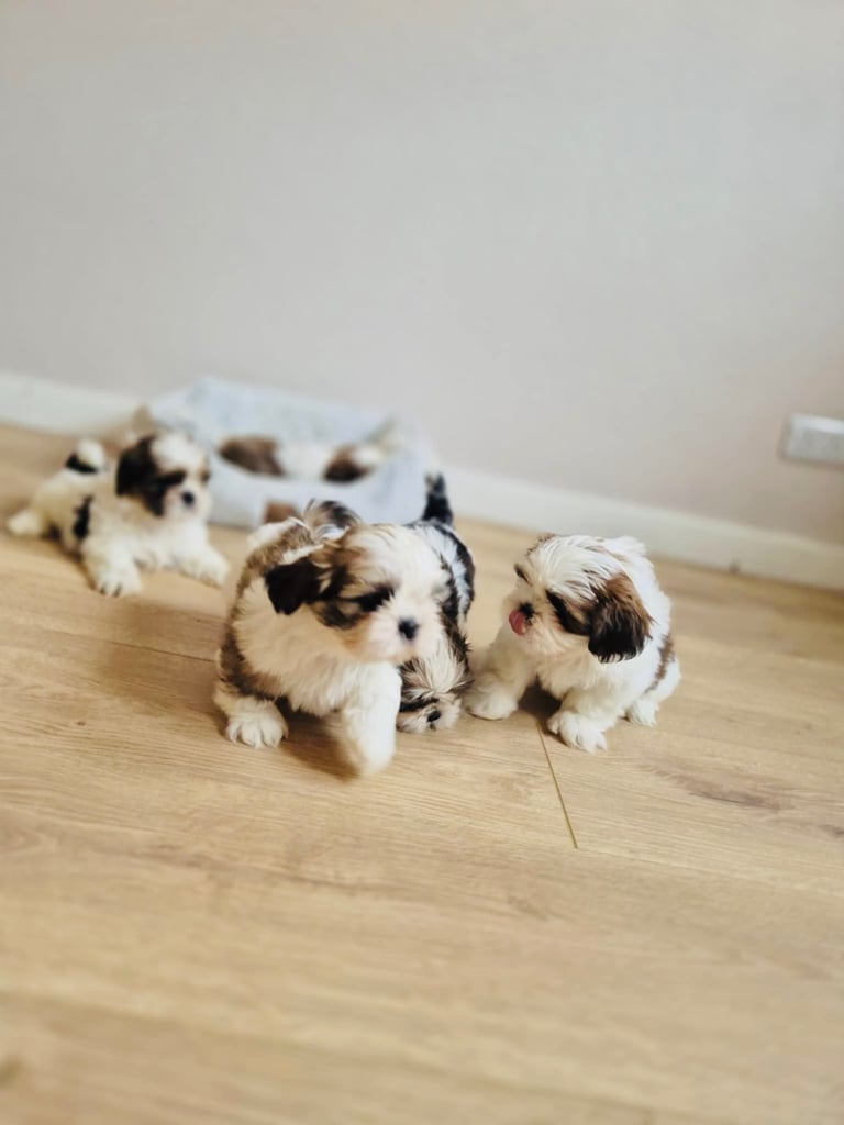 Shihtzu