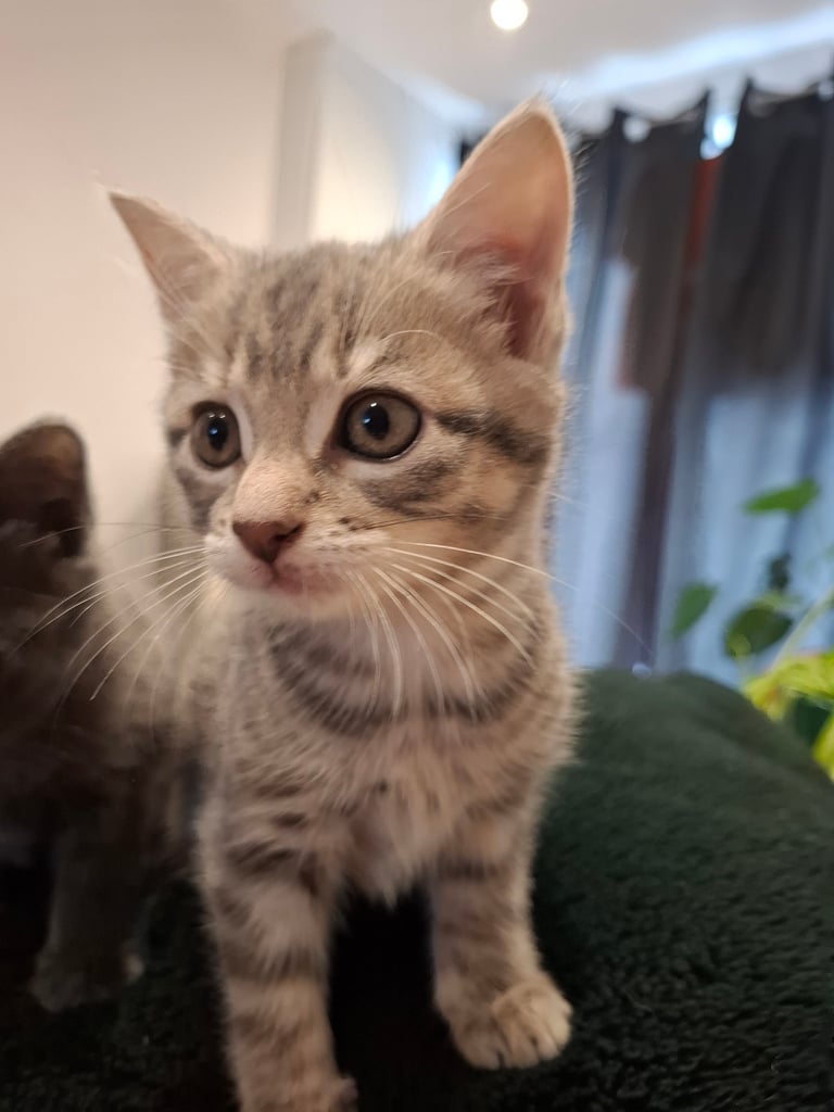 Grey kitten ready now 