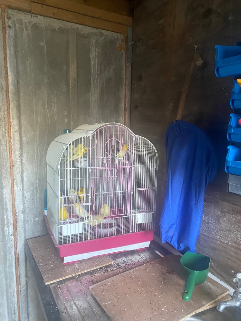 Canary’s and box’s please read ADD 