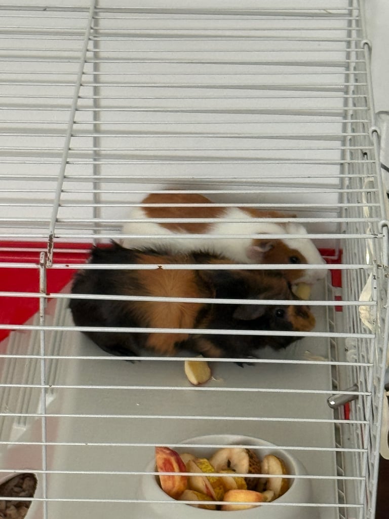 2 Guineea pigs , 12 weeks old