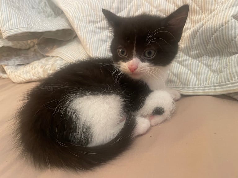 Playful Kittens