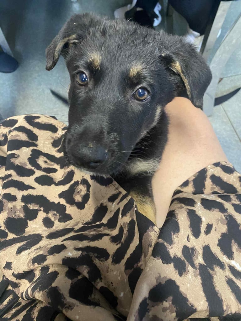 German shepherd pups 