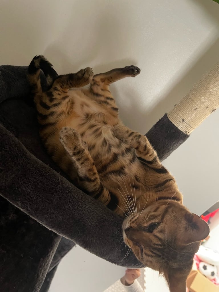 Bengal cat 