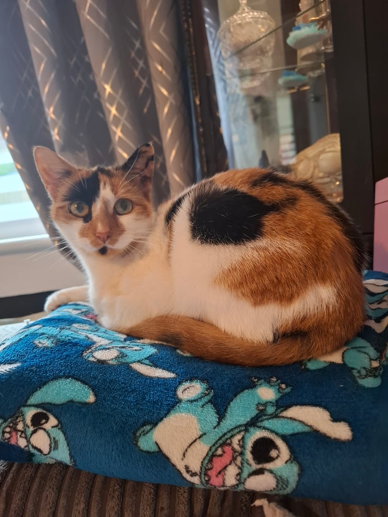 2 beautiful female sisters looking for forever home 