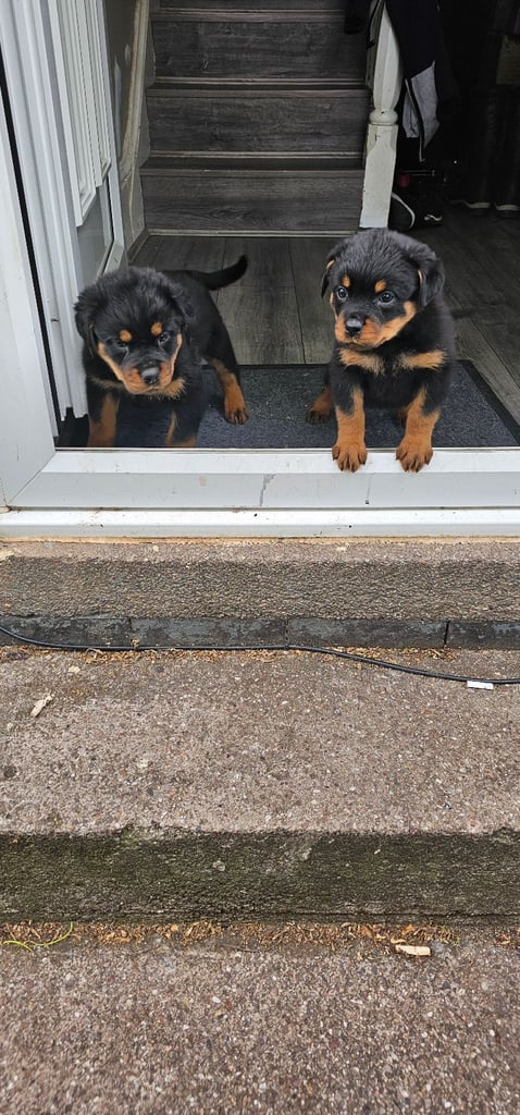 Rottweiler Puppy At Weeks Rottweiler Dogs Puppies For Sale Gumtree