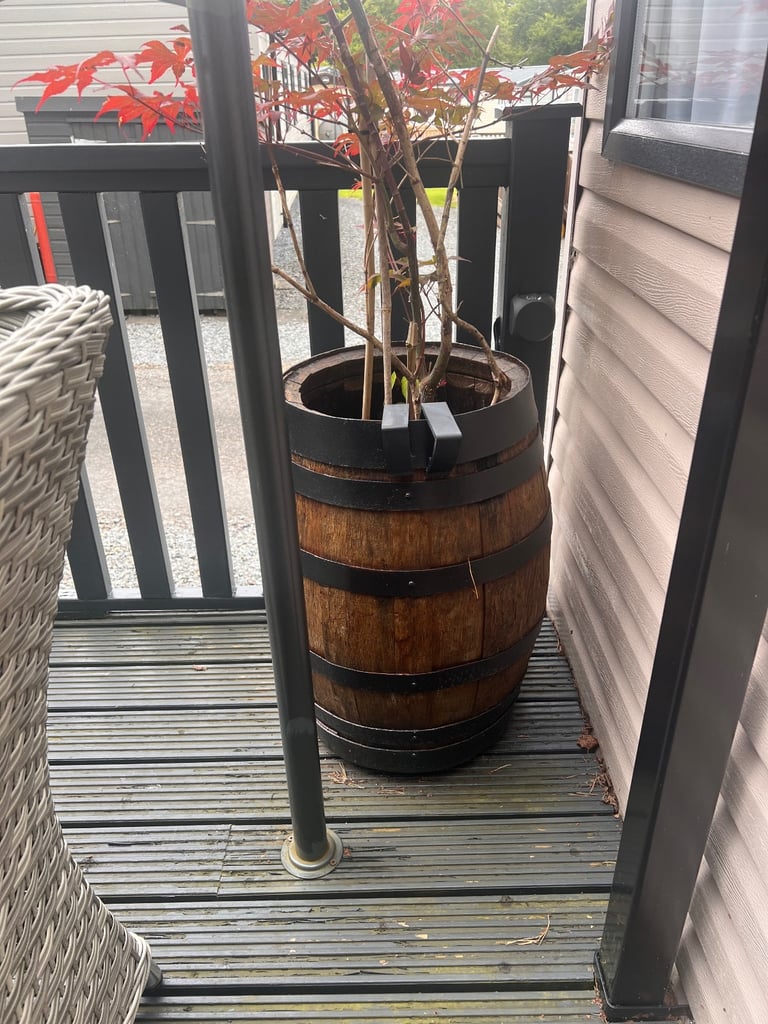 Whisky barrel with red acer