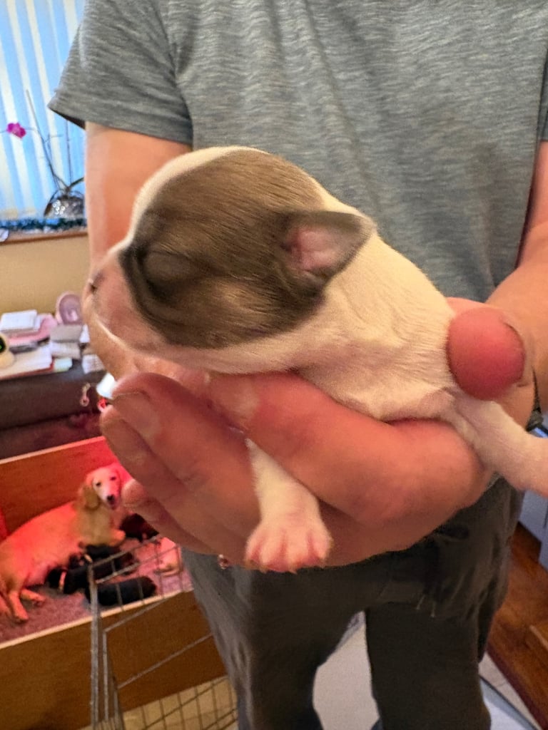 Chihuahua puppies for sale x 2 