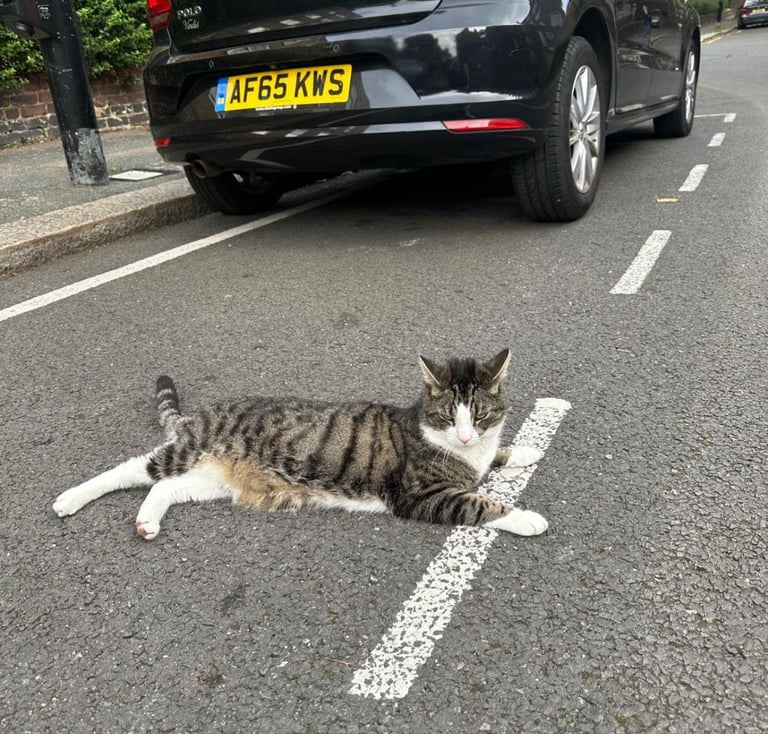 Rockstar Cat For Sale