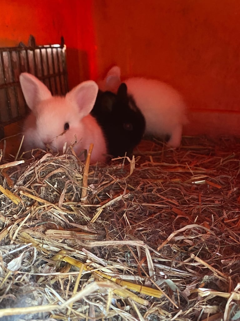 The lion head cross lop