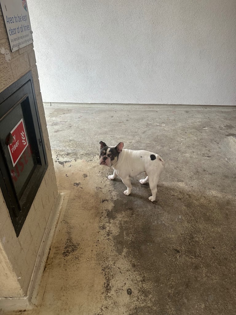 French bulldog