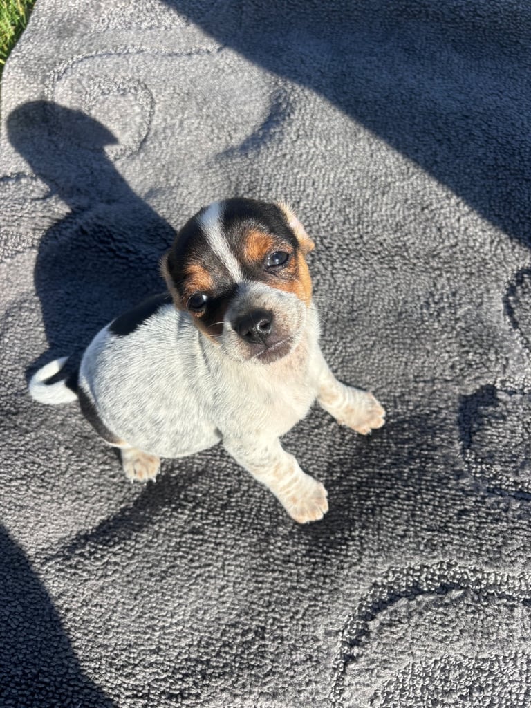 image for Jackrussel puppies