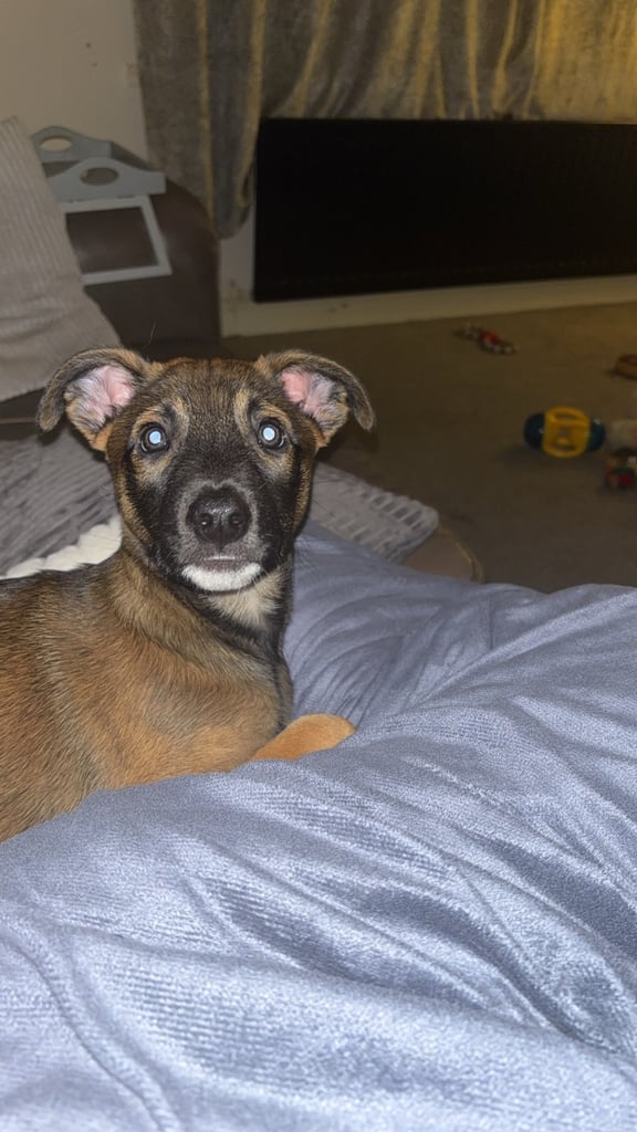 Belgin x greyhound boy puppy for sale 