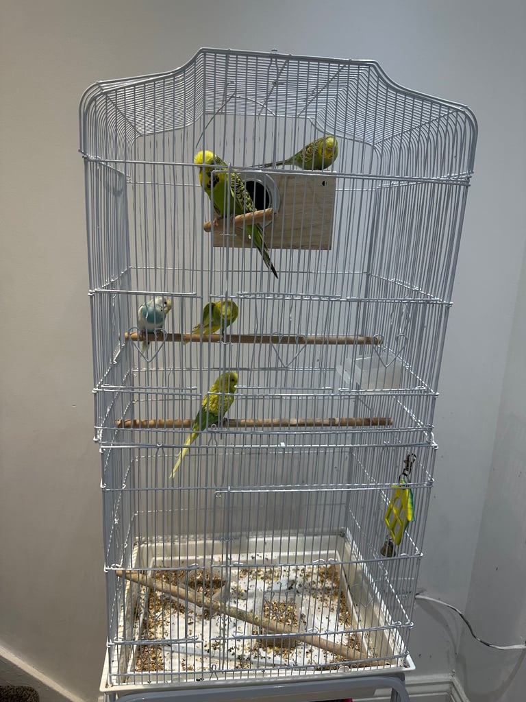 5 budgies for sale with cage 