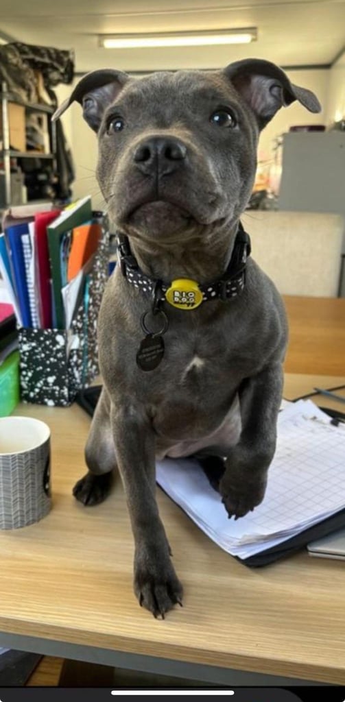 Kc reg blue Staffordshire bull terrier 