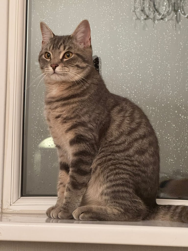 Short hair Male tabby Kitten