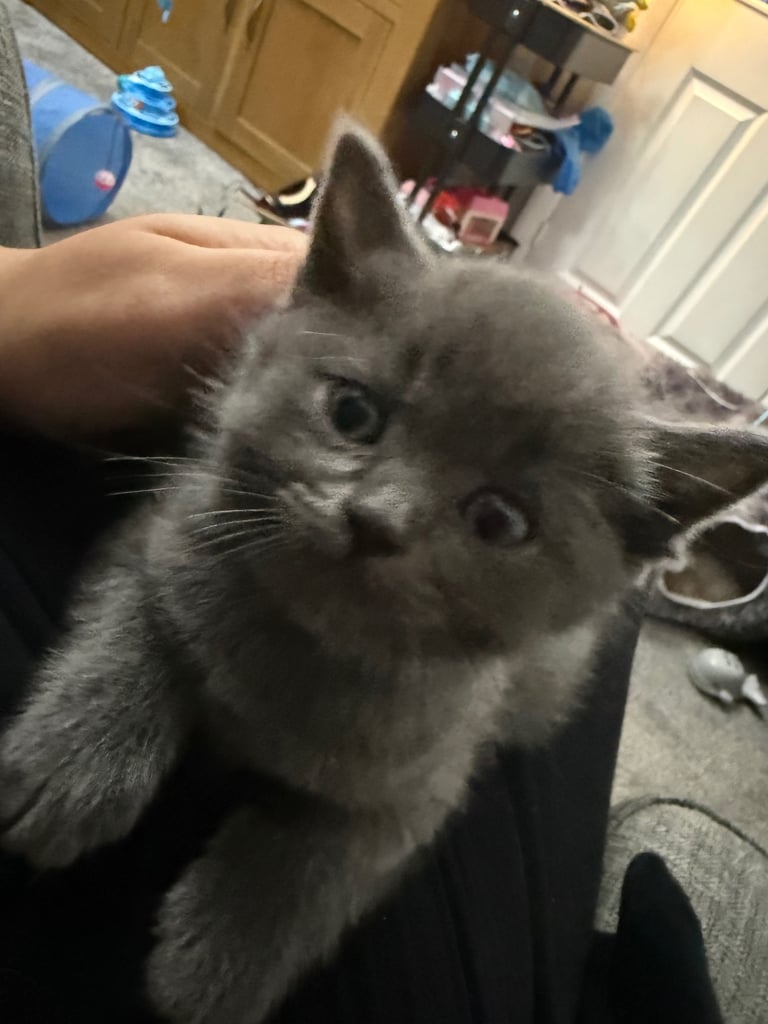 Ragdoll x British shorthair mix kitten 