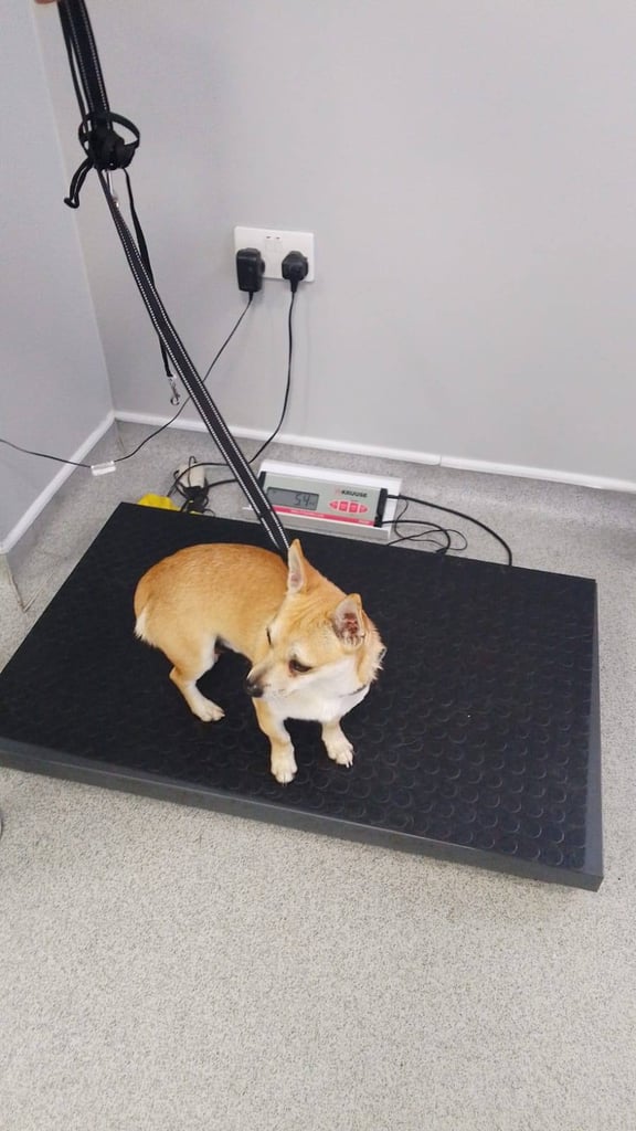a very kind little Chihuahua born in jan
