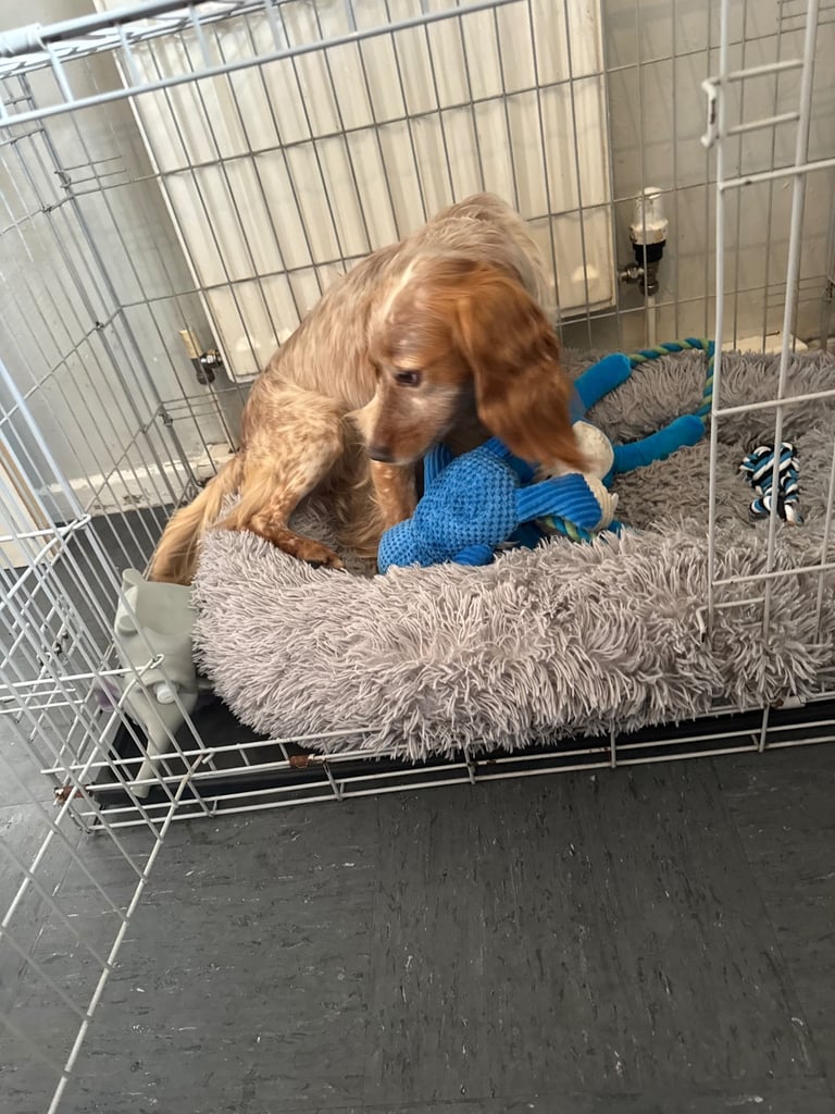 Lemon roan cocker spaniel 