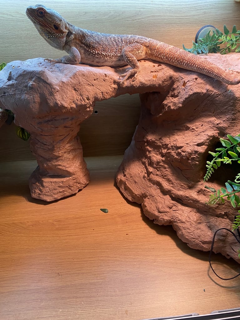 image for Bearded dragon