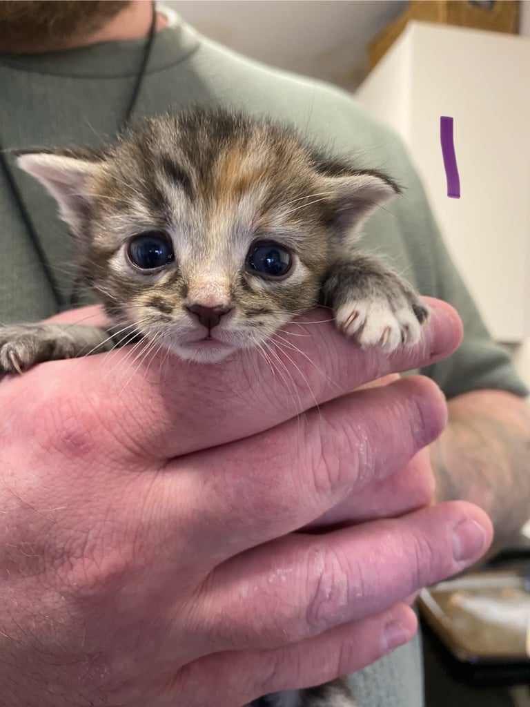 4 beautiful kittens