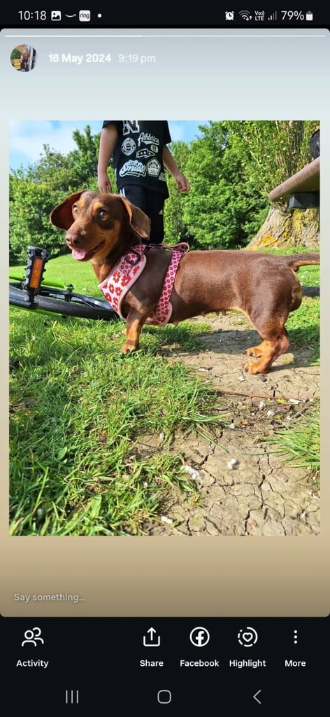 Beautiful Miniature dashound