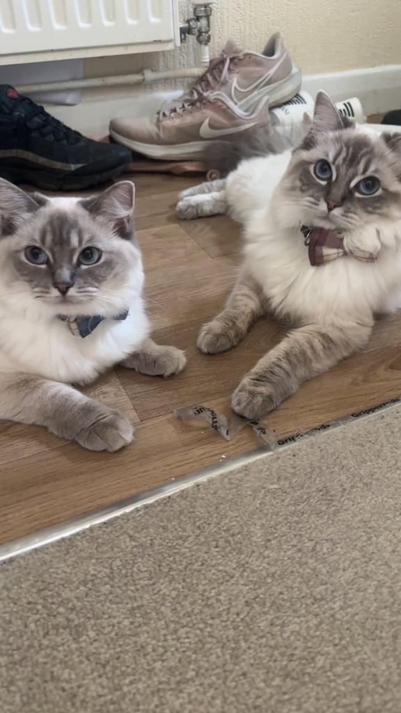 2 x ragdoll cats available. £750 each