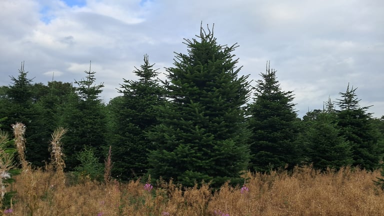 Foliage for Wreath making for sale