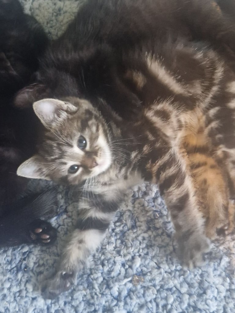 Kittens for sale