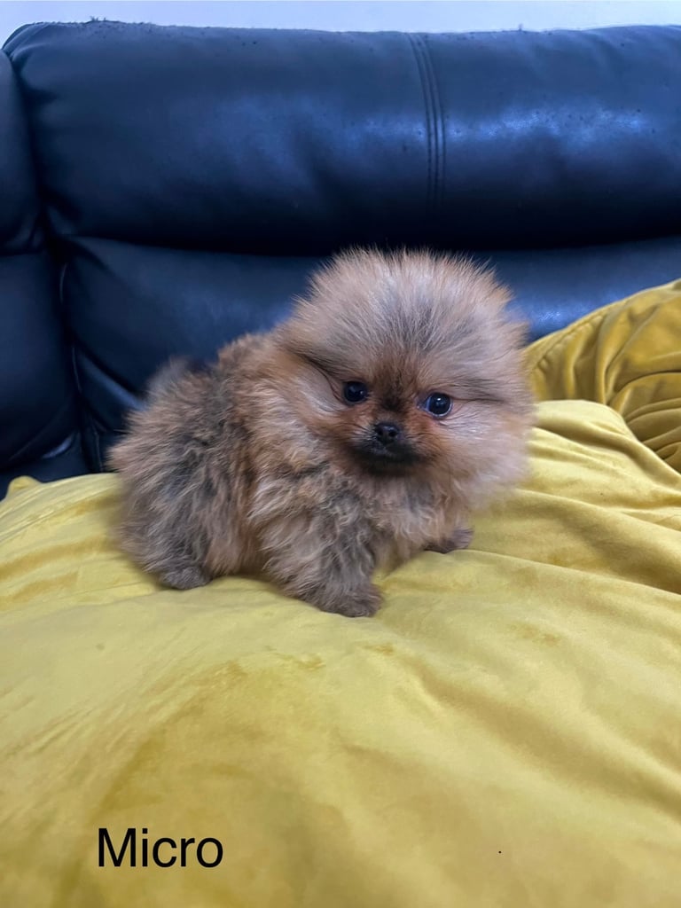 Quality Pomeranian Puppies 