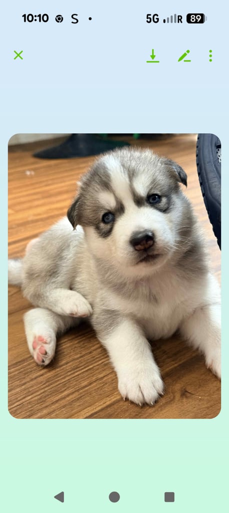 Beautiful Siberian Husky puppies 