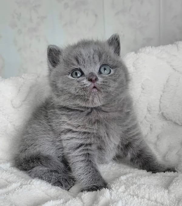 British shorthair kittens (1boy and 1girl left)