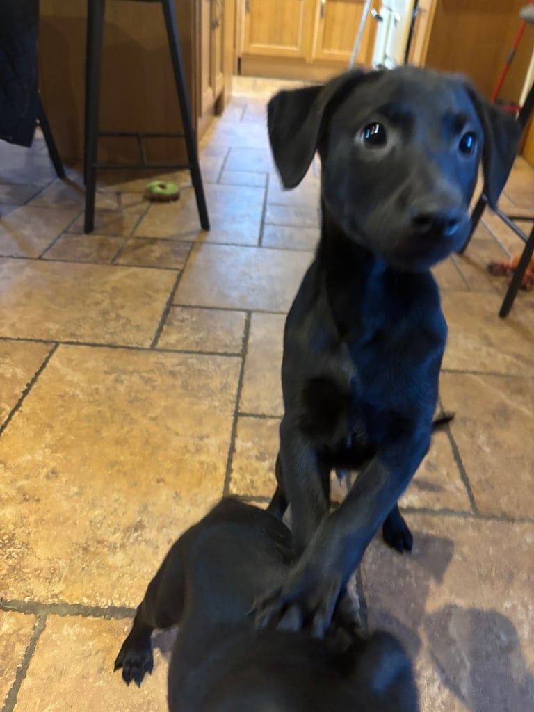 Two male Labrador puppies