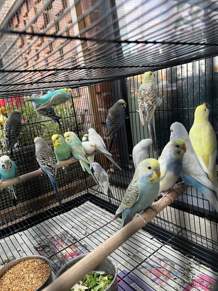 Budgies and cocktail for sale