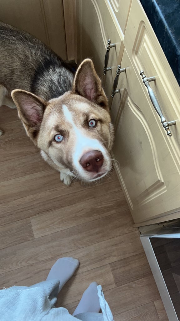 Husky x Akita huskita 