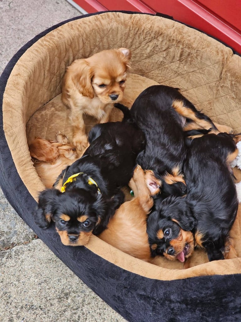 Cavalier King Charles Spaniels Pupies