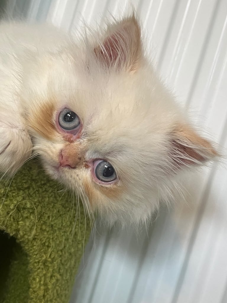 Flame point exotic Persian rare colouring 