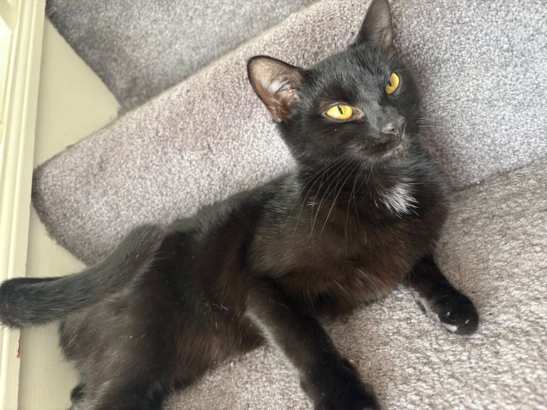 ***Lovely Cat*** £30