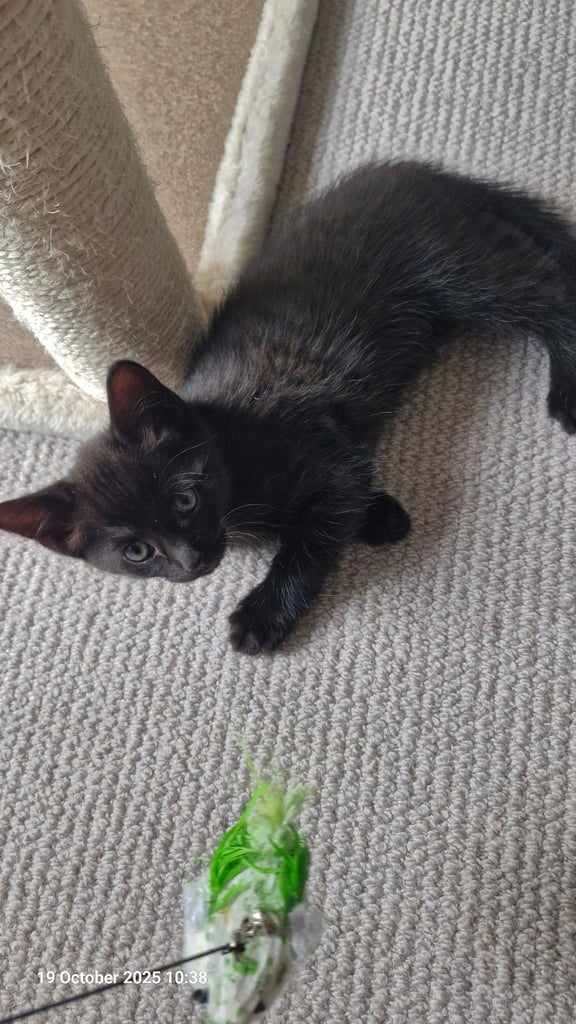 Kittens ready for adoption - 2 already reserved 