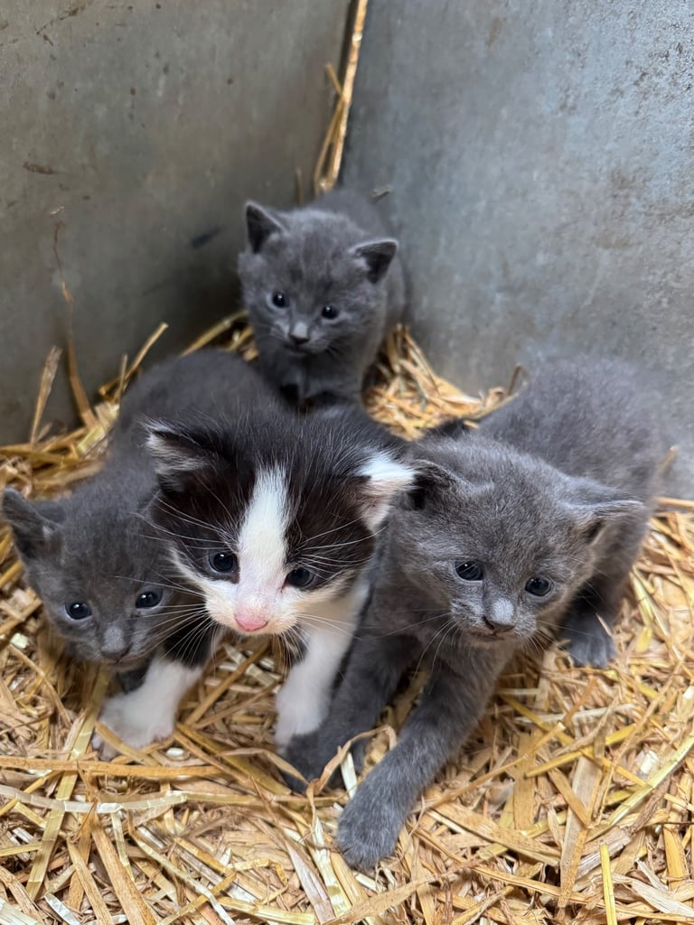 Kittens for sale - 2 boys, 2 girls  £120
