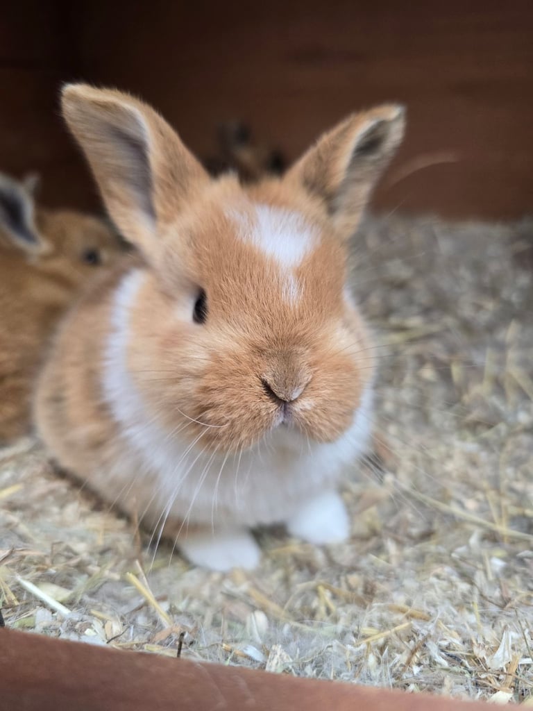 Baby Rabbits Available from 17th Nov 