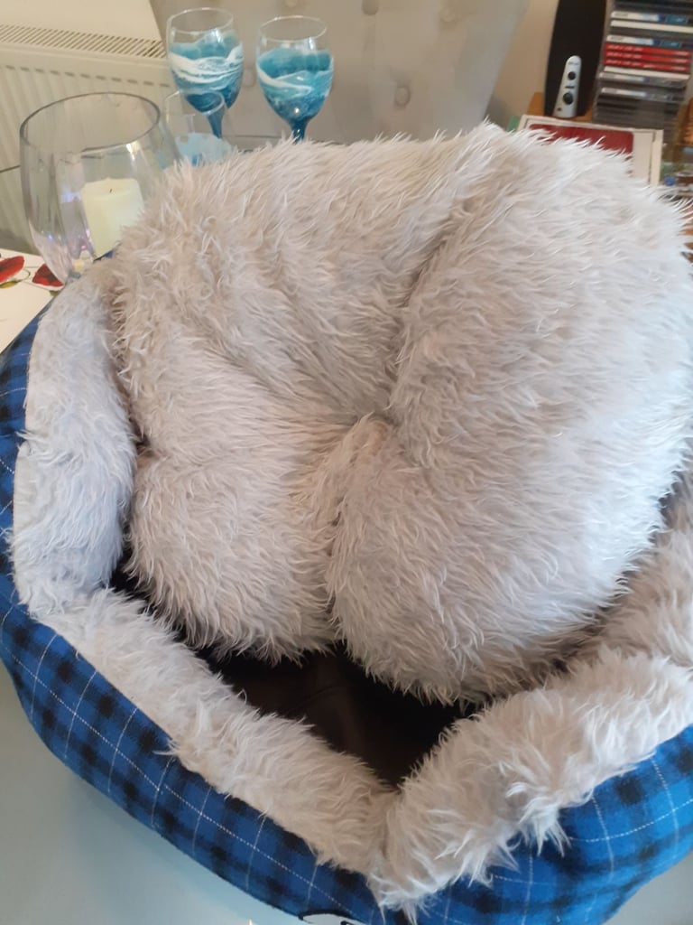 Puppy Tartan dog bed and coat £15