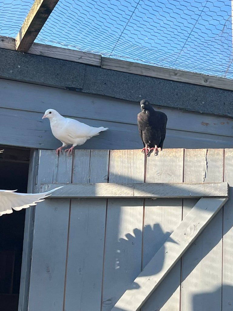 Beautiful pigeons for sale in Edinburgh from £10