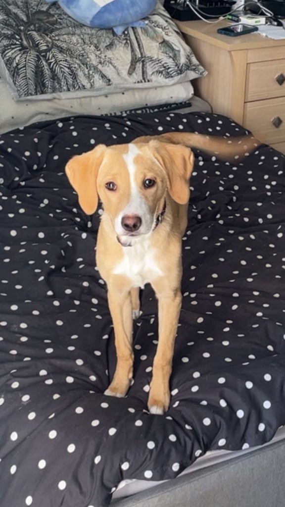 image for Labrador Cross 9 month old female dog for sale