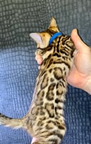 Top quality pure breed bengal kittens available now