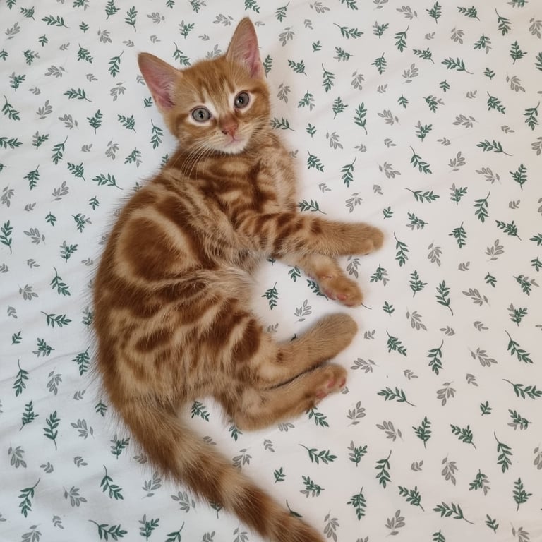 Little Kitty  - a Boy