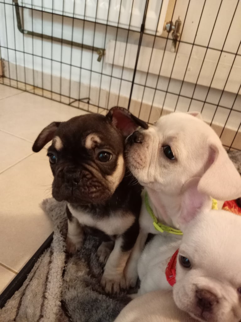 7 beautiful French bulldogs  *Last white boy*